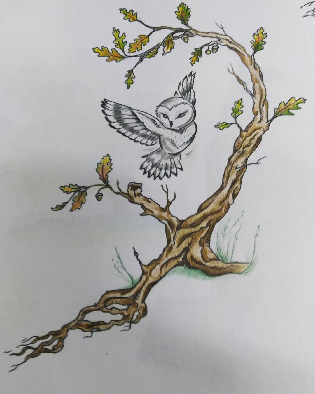 武先生创意树猫头鹰纹身手稿